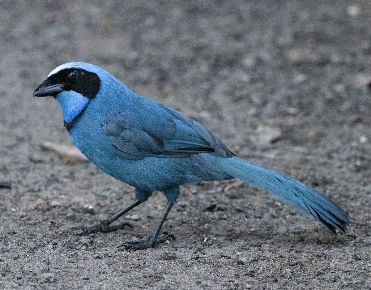 Turquoise Jay - ML638794808