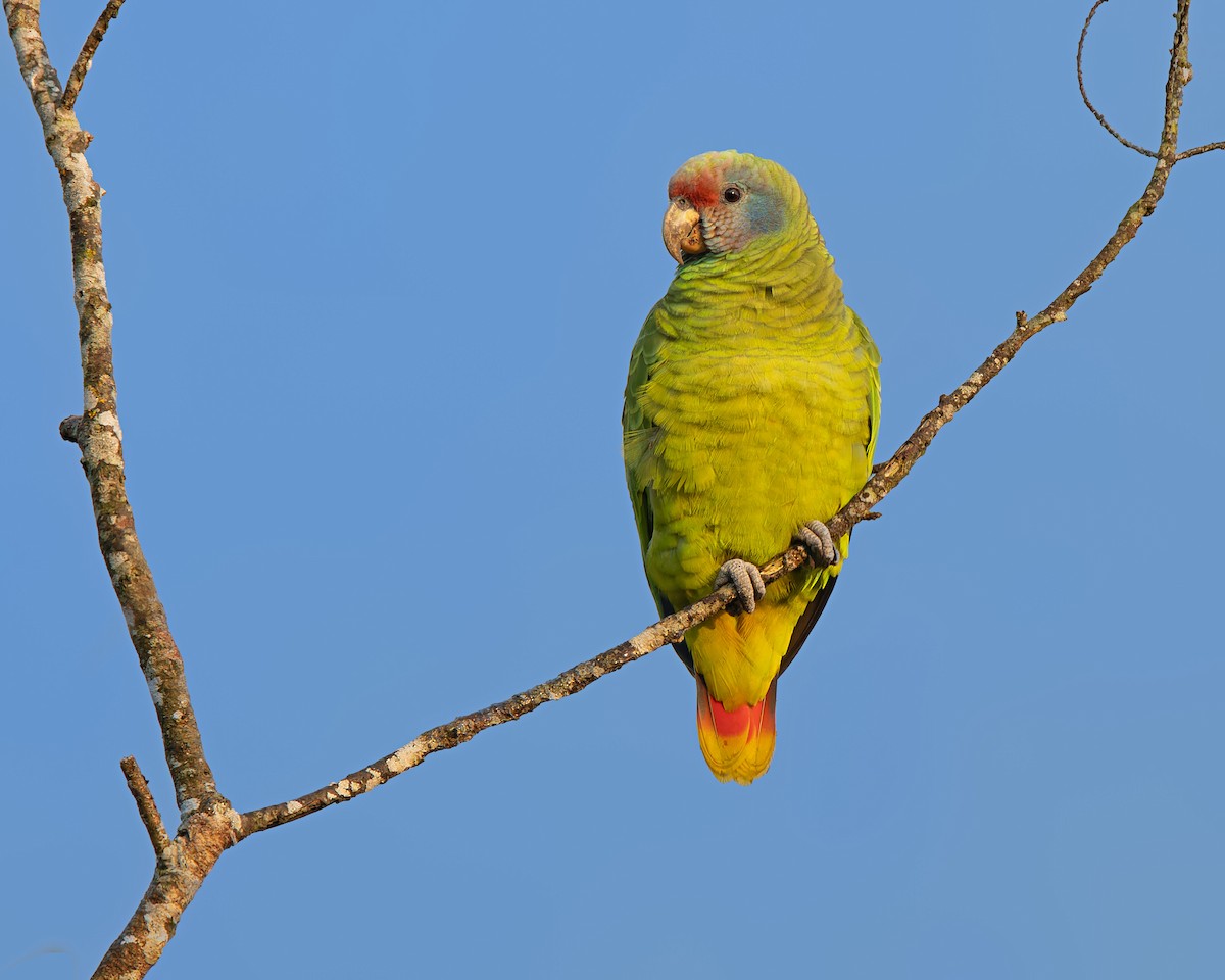 Red-tailed Amazon - ML638794811
