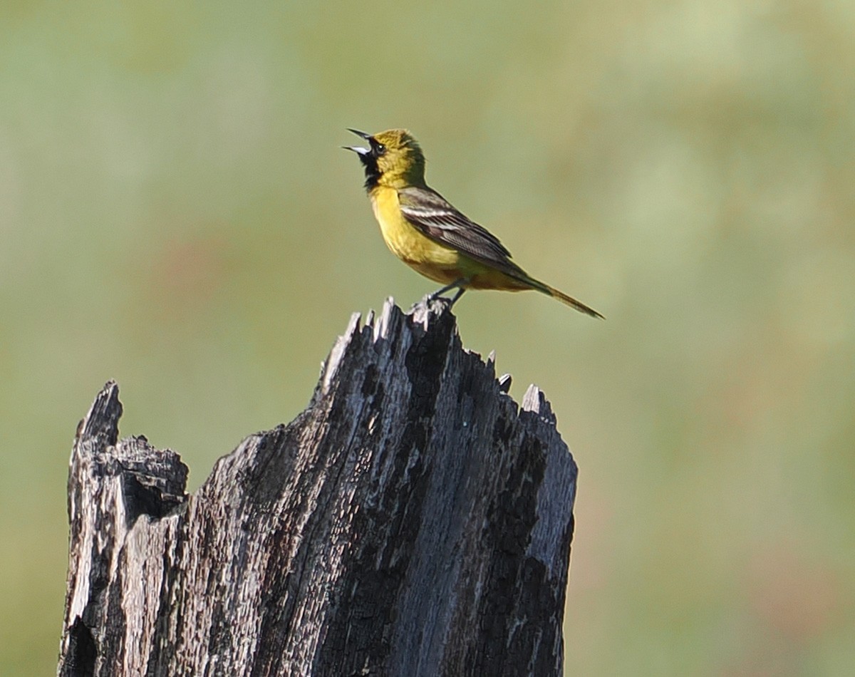 Orchard Oriole - ML638794814