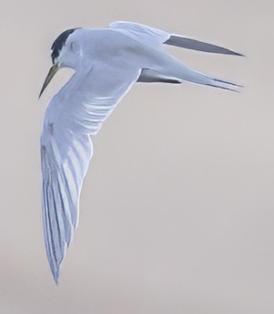 Peruvian Tern - ML638794819