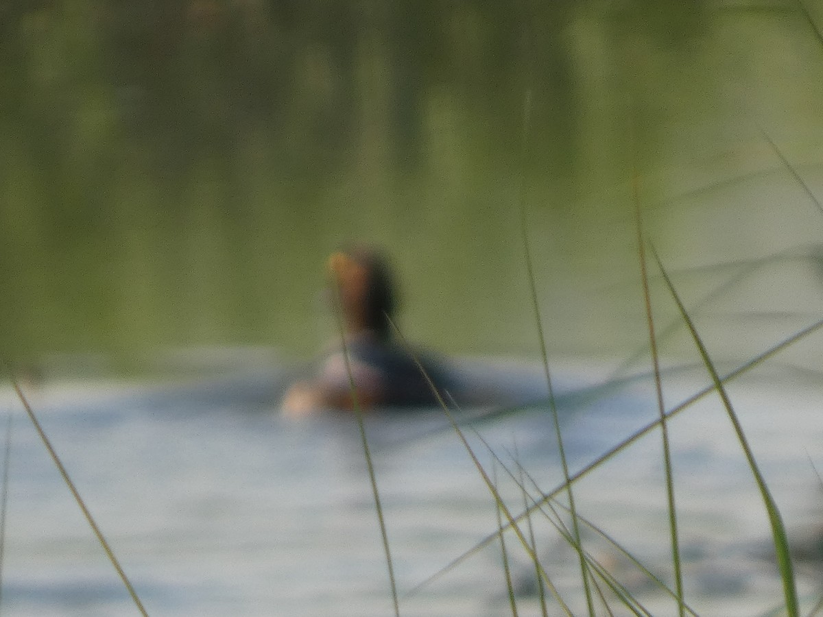 duck sp. - ML638794821