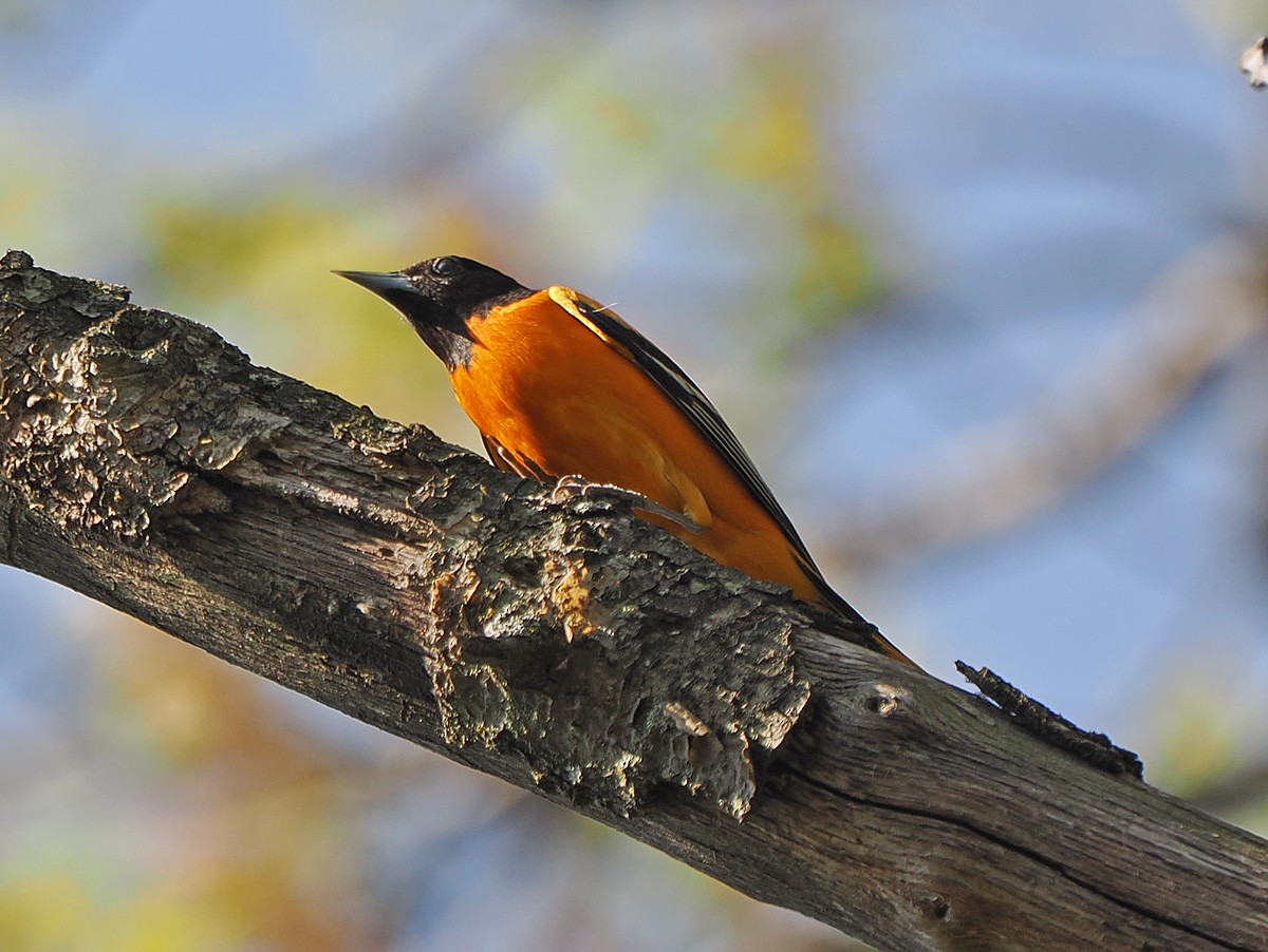 Baltimore Oriole - ML638794823