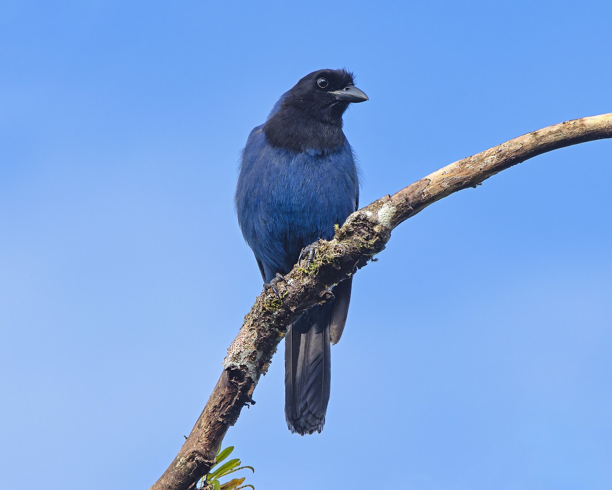 Azure Jay - ML638794827
