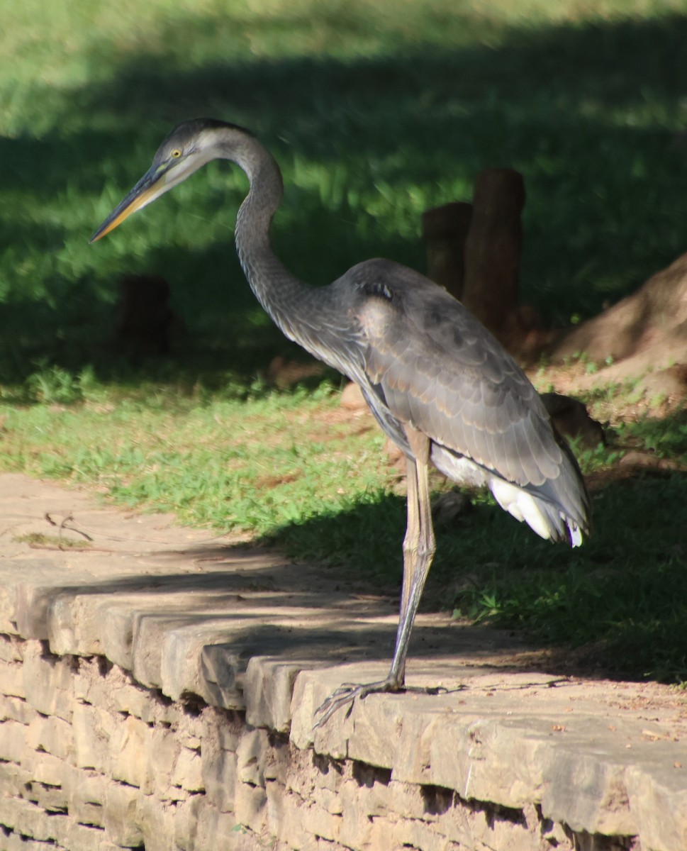 Great Blue Heron - ML638794829