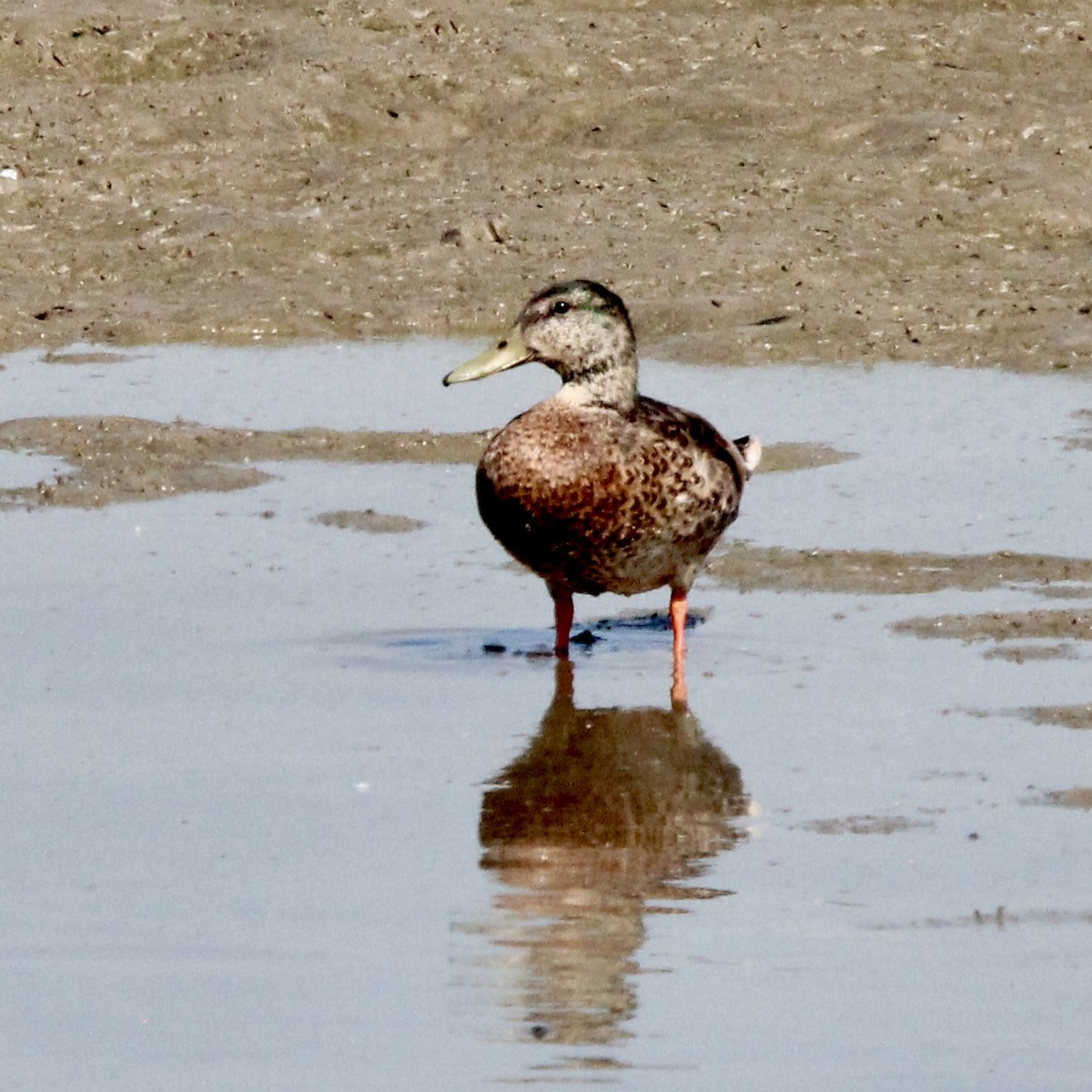 Mallard - ML638794830