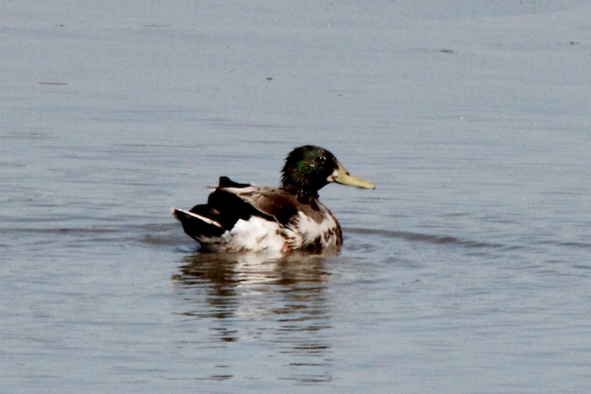Mallard - ML638794831
