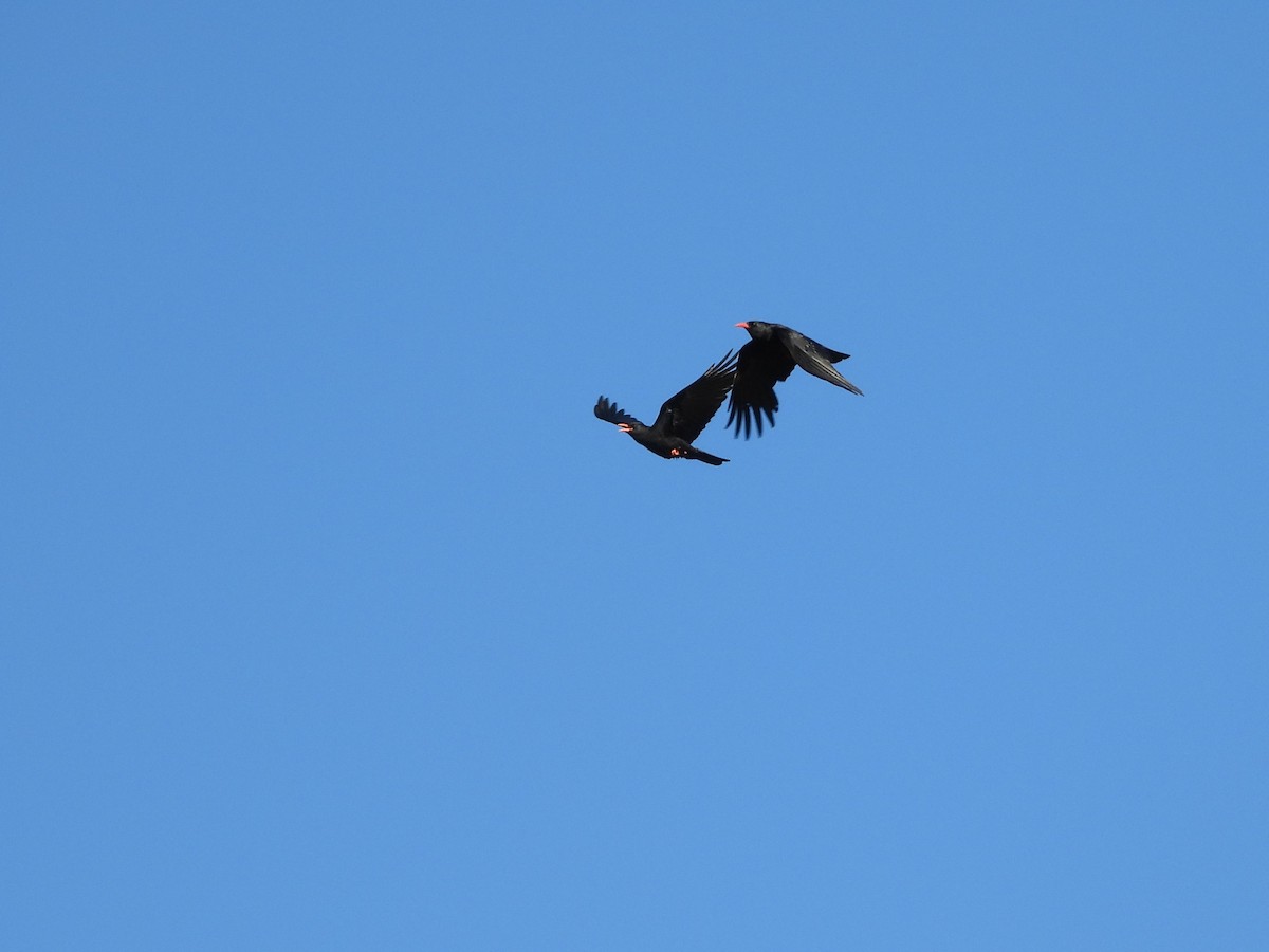 Red-billed Chough - ML638794847