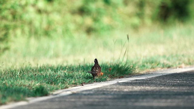Northern Bobwhite - ML638794868
