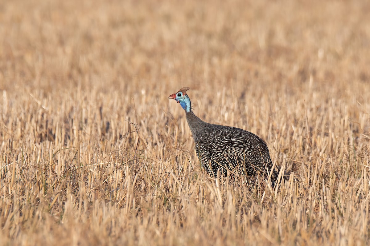 Helmeted Guineafowl - ML638794922