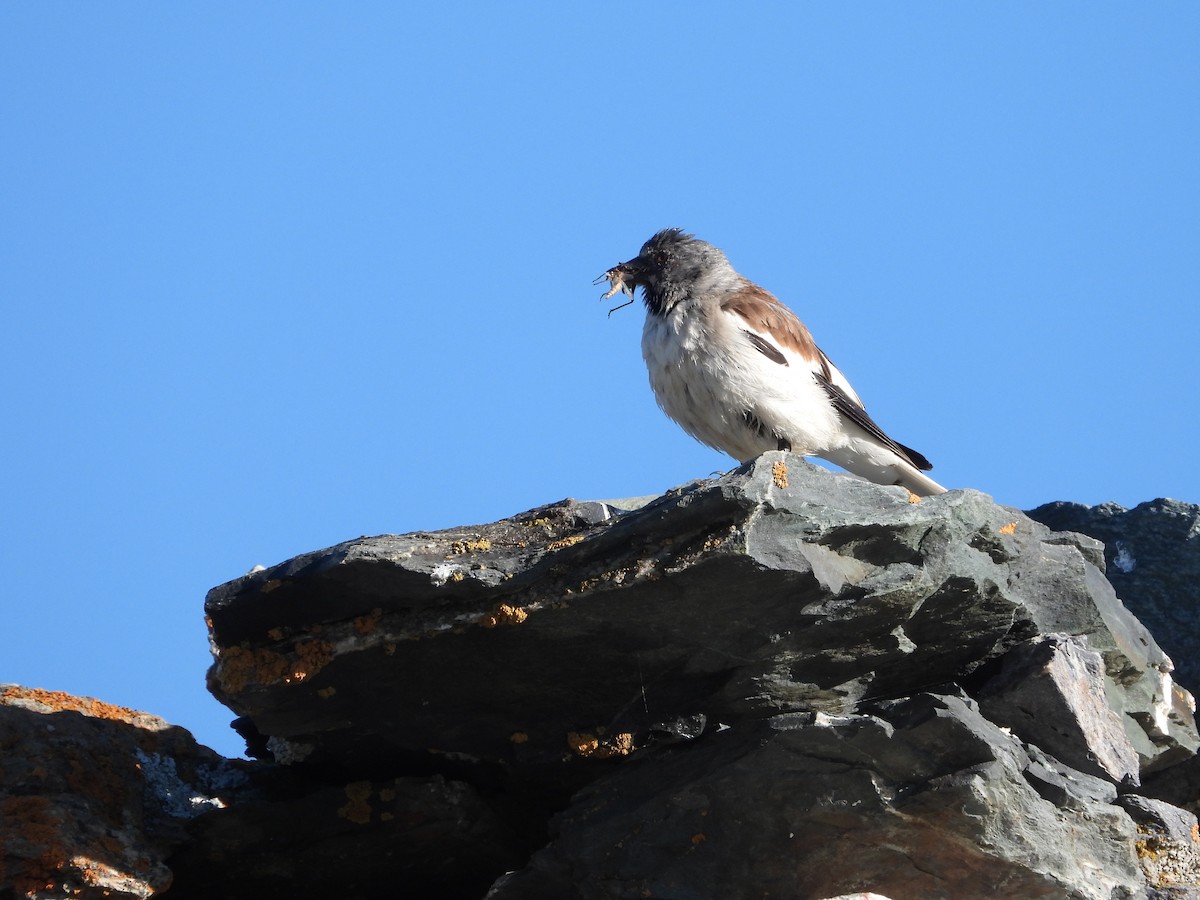 White-winged Snowfinch - ML638794936