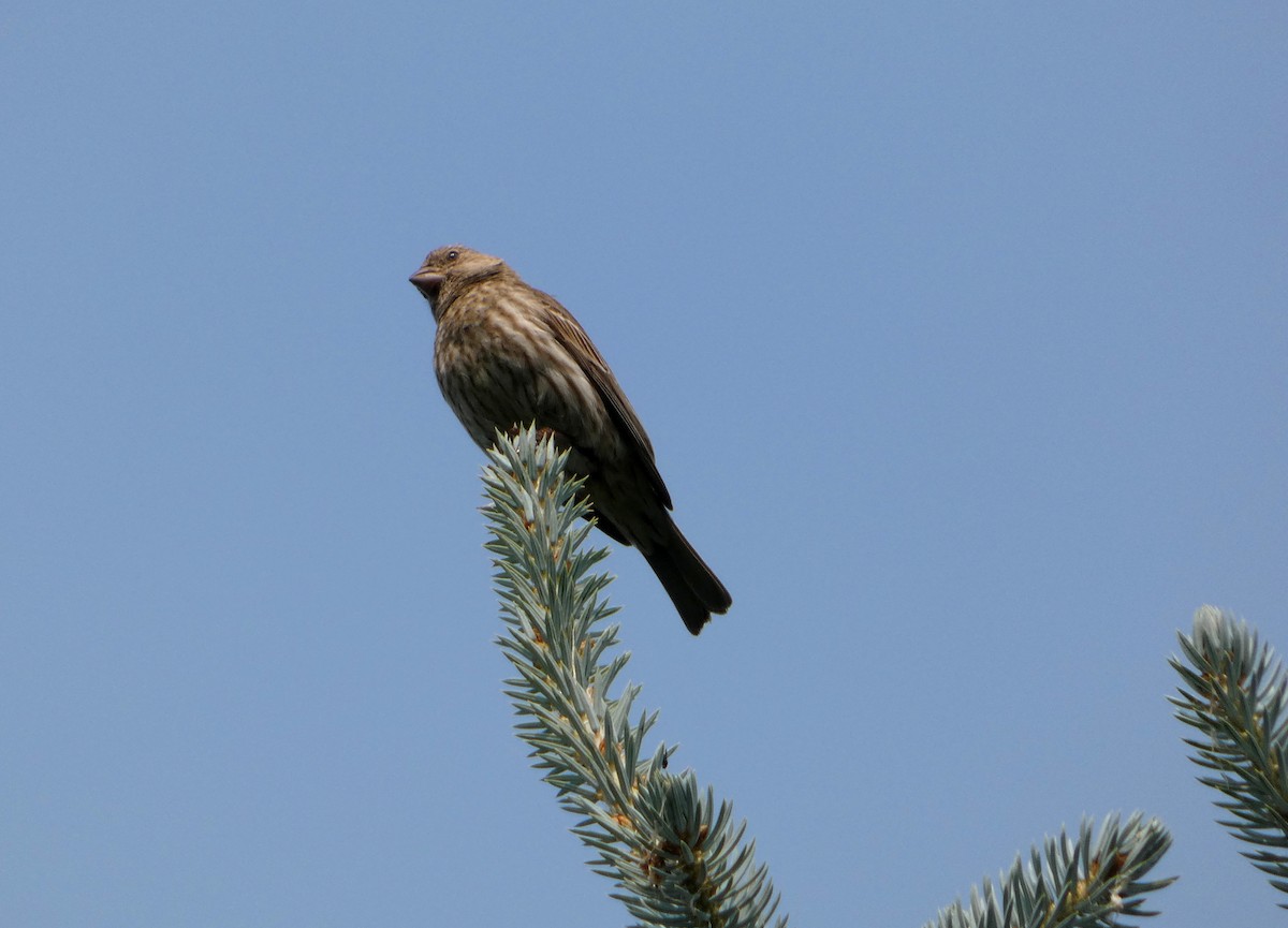 House Finch - ML638794973