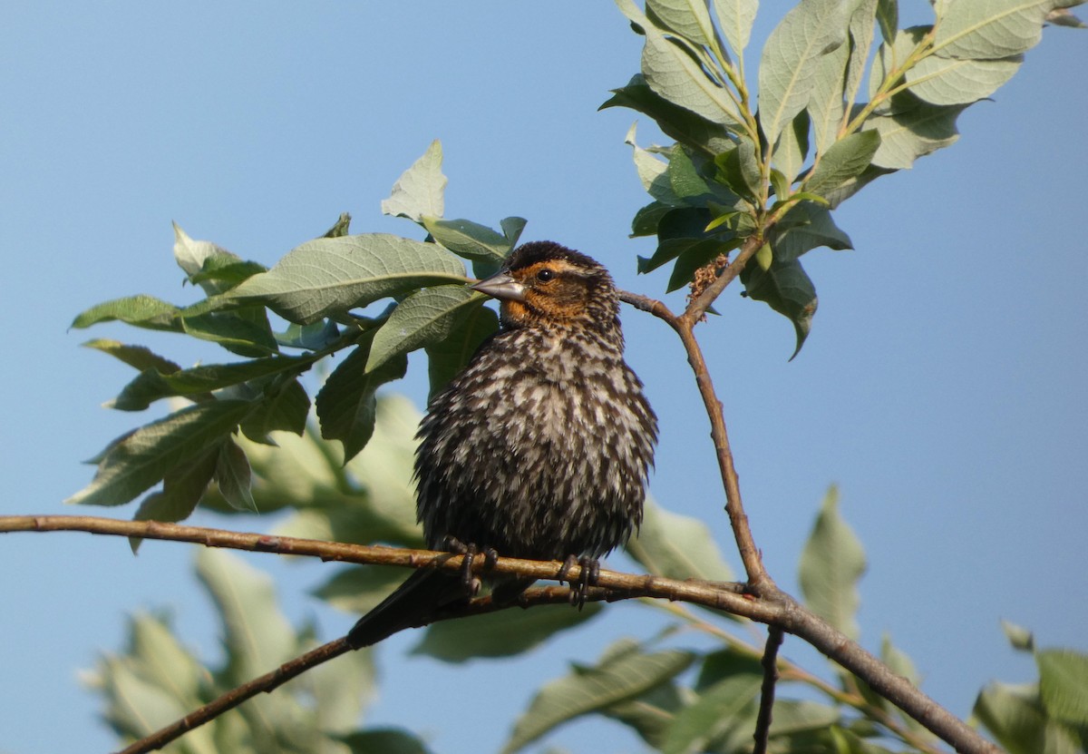 Red-winged Blackbird - ML638794980