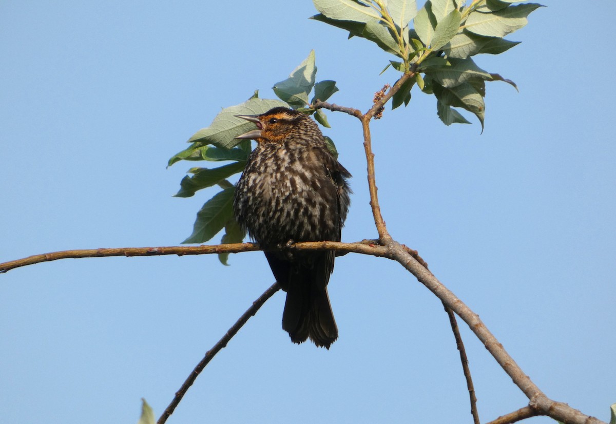 Red-winged Blackbird - ML638794982