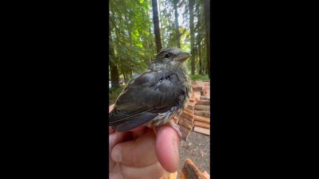 Red Crossbill - ML638794994