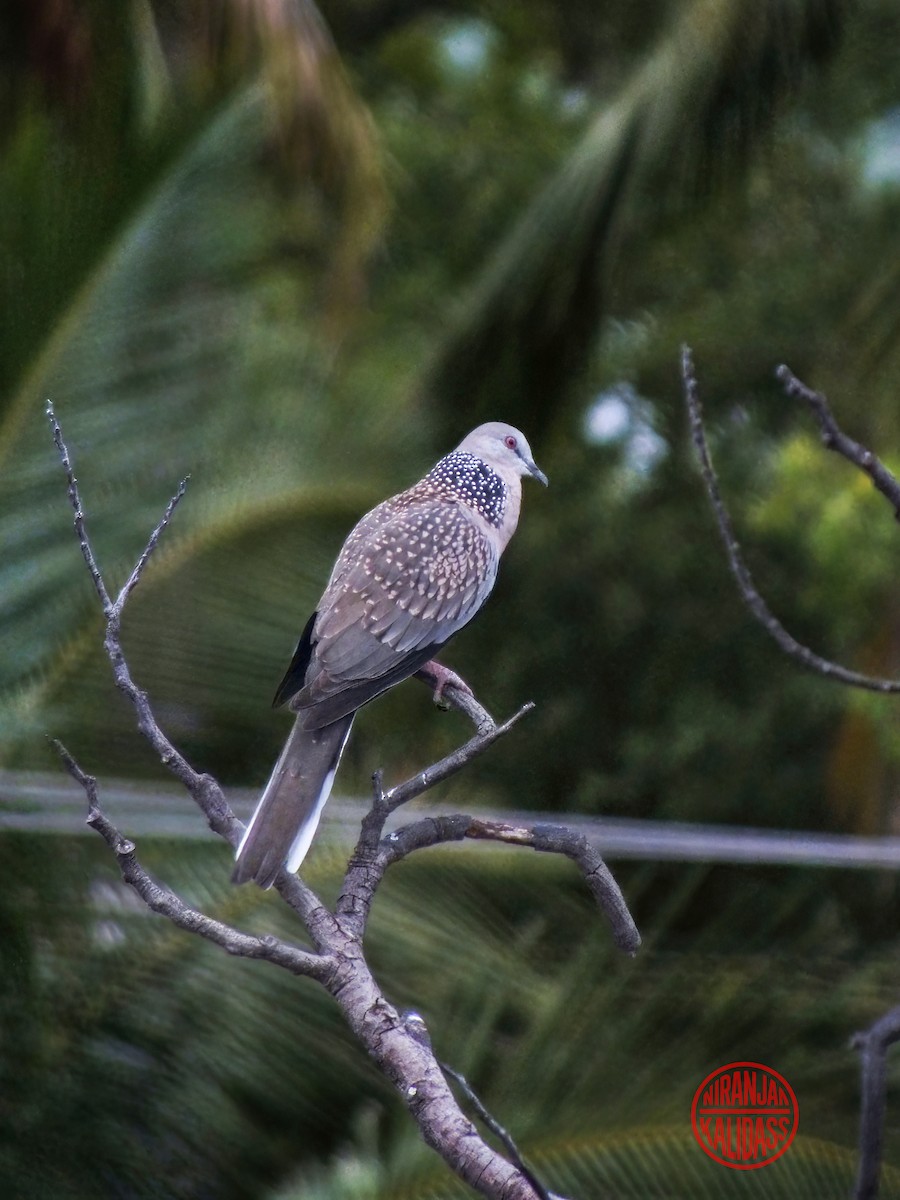 Spotted Dove - ML638795007