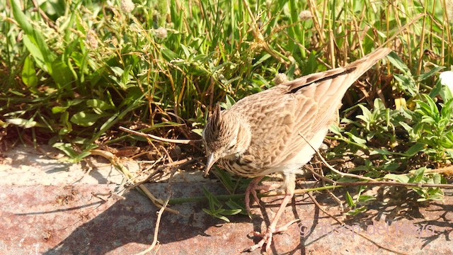 Thekla's Lark - ML638795012