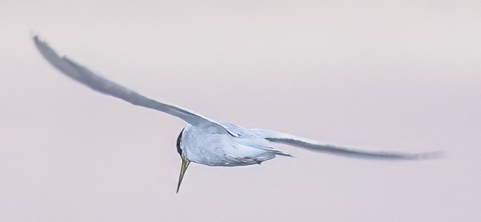 Peruvian Tern - ML638795038