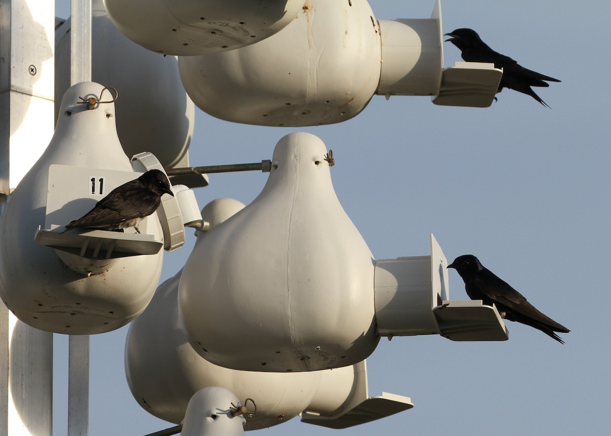 Purple Martin - ML638795099
