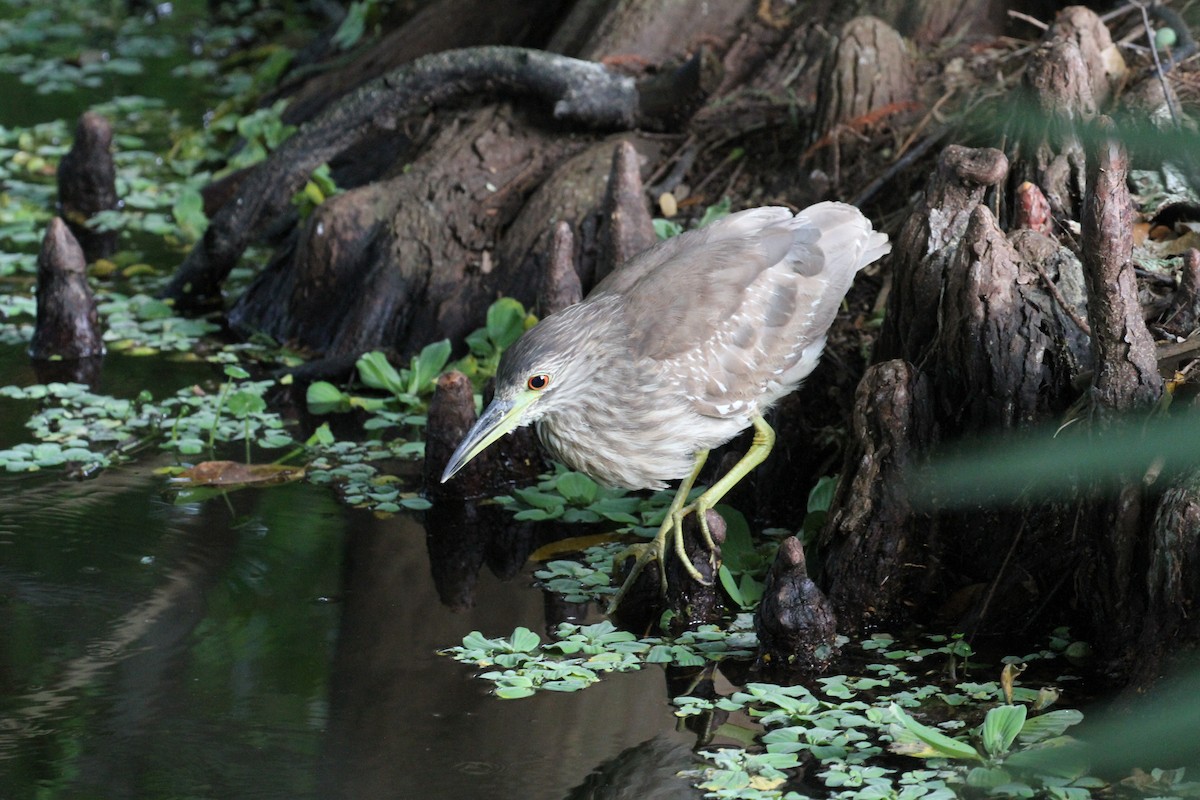 Black-crowned Night Heron - ML638795125