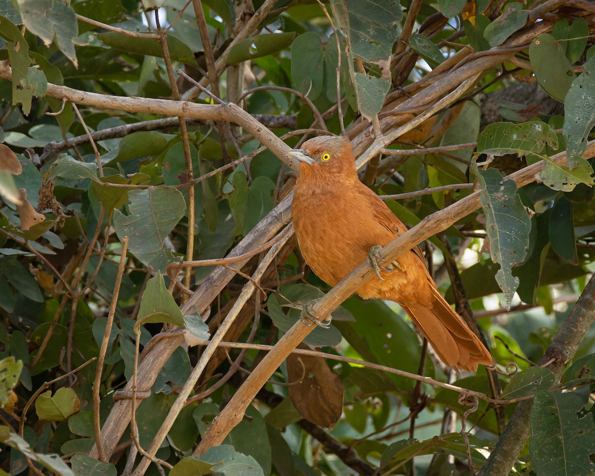 Rufous Cacholote - ML638795149
