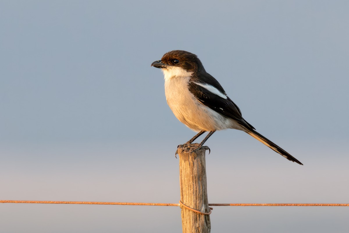 Southern Fiscal (Southern) - ML638795162