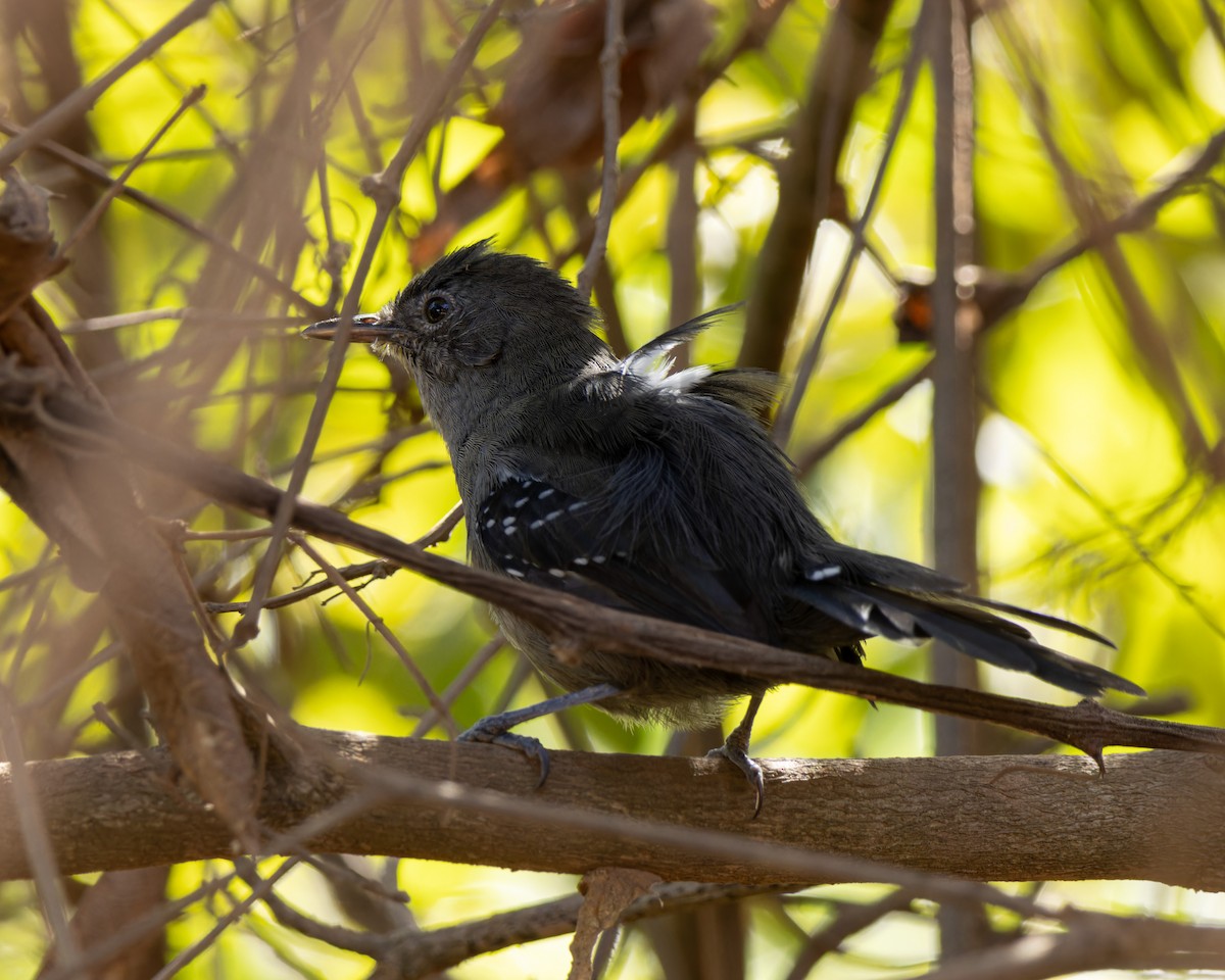 Mato Grosso Antbird - ML638795163