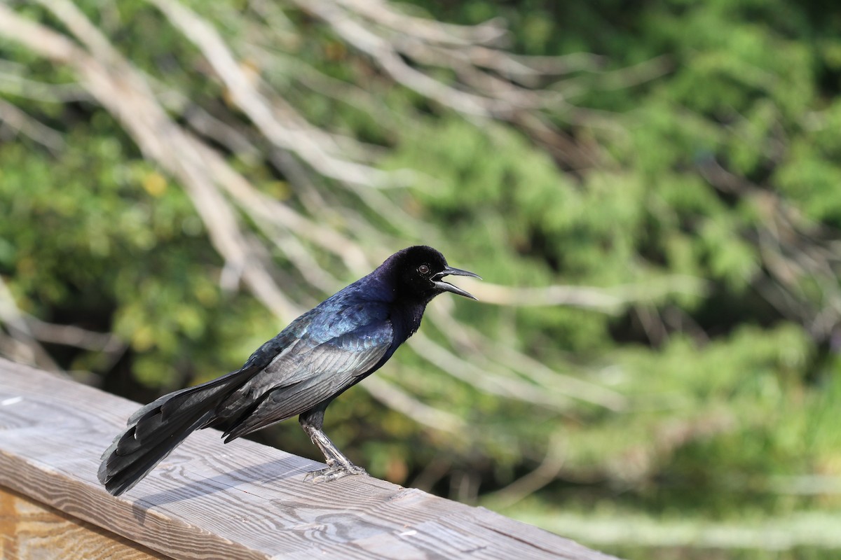 Boat-tailed Grackle - ML638795165