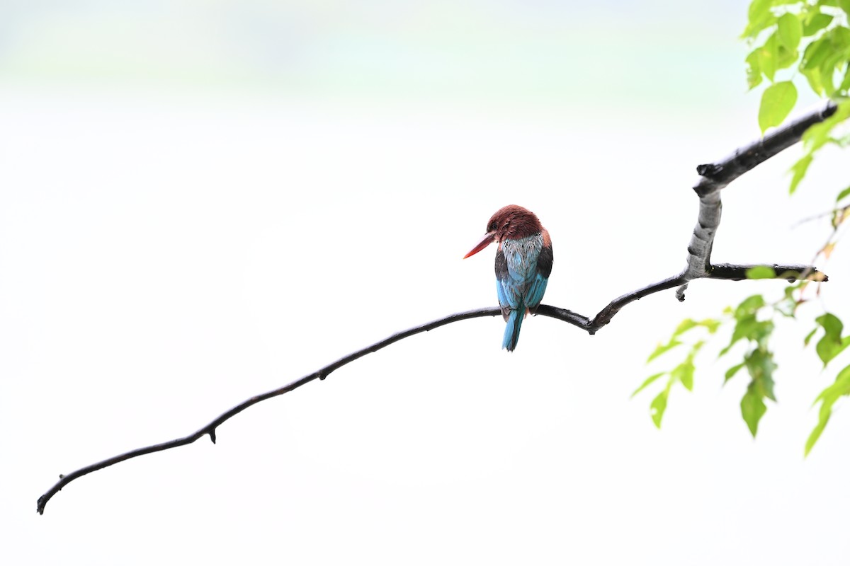 White-throated Kingfisher - ML638795170