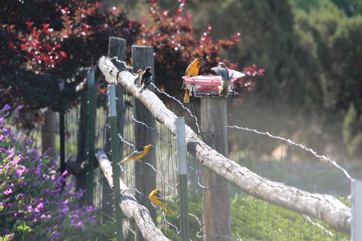 Oriole de Bullock - ML638795196