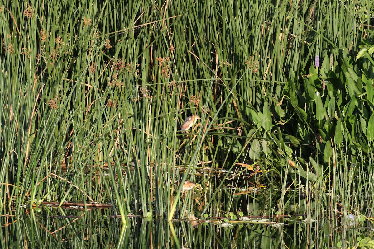 Least Bittern - ML638795227
