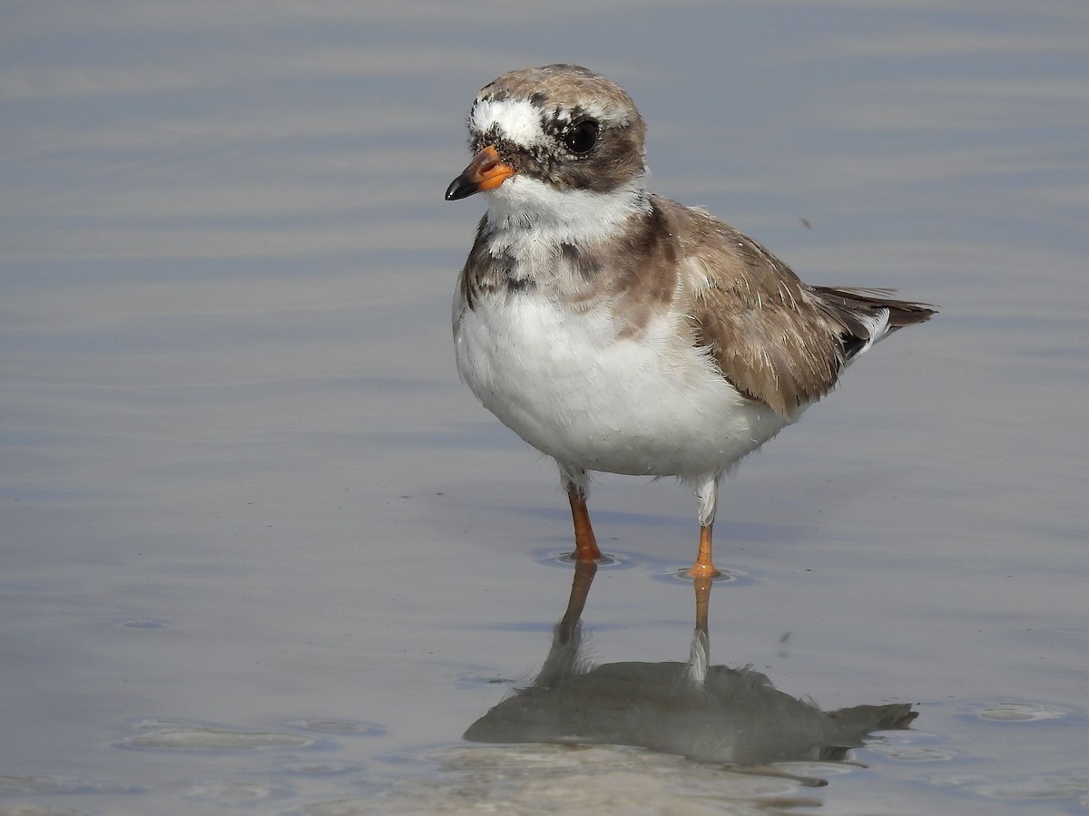 Common Ringed Plover - ML638795238