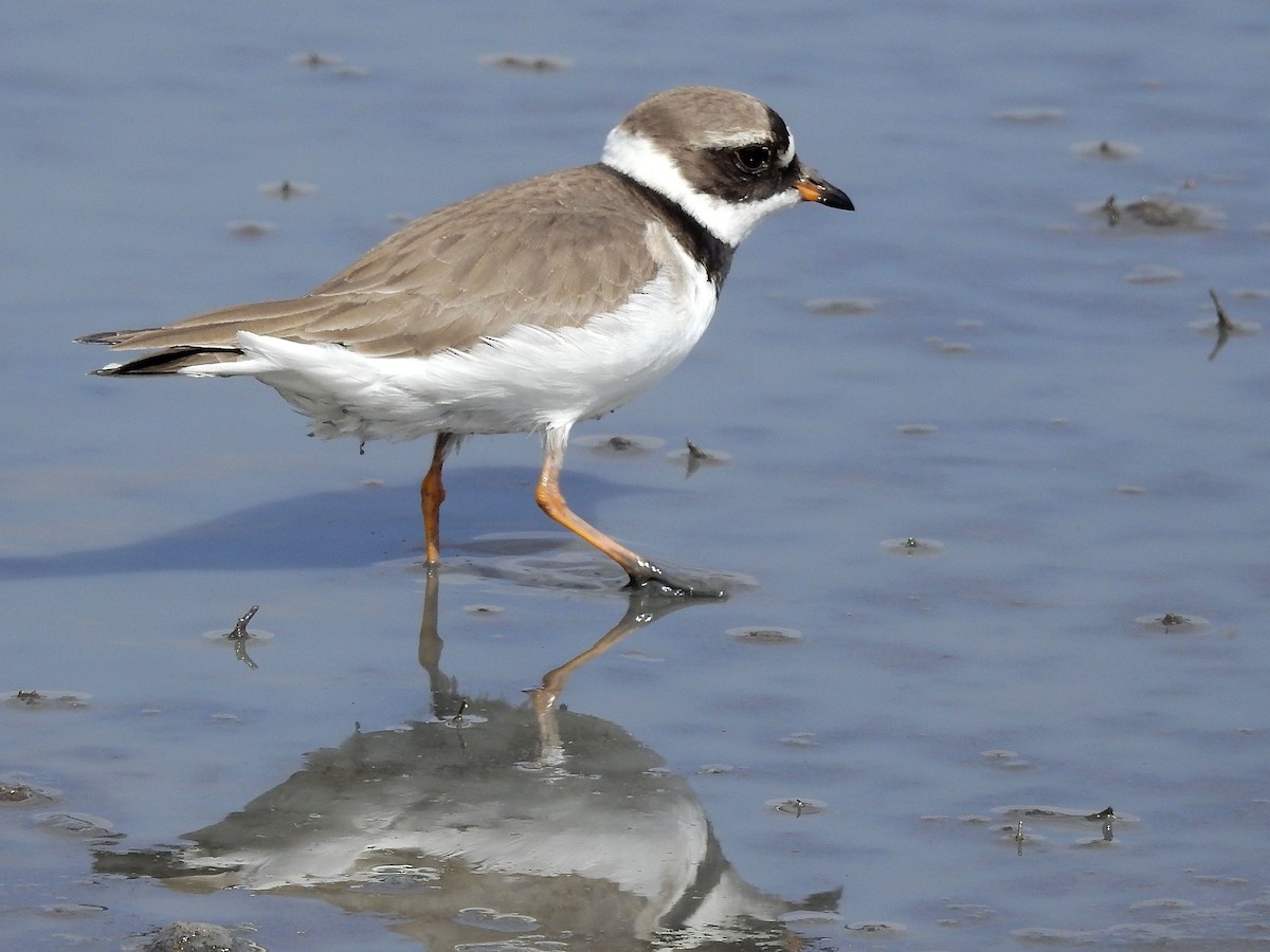 Common Ringed Plover - ML638795247