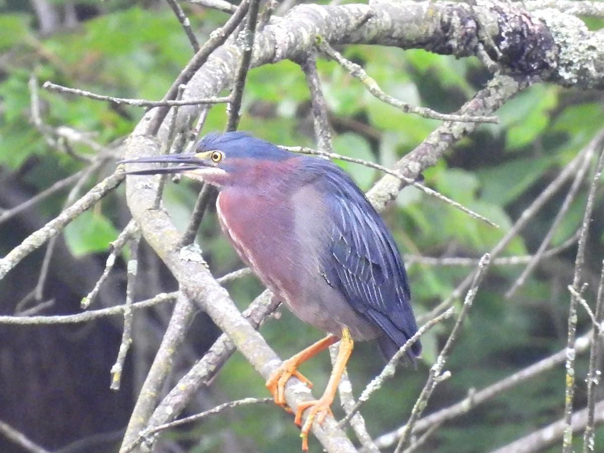 Green Heron - ML638795266