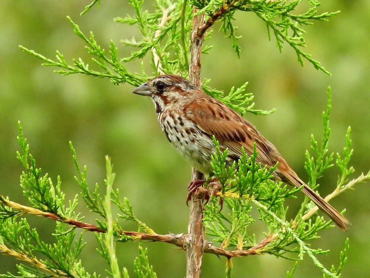 Song Sparrow - ML638795271