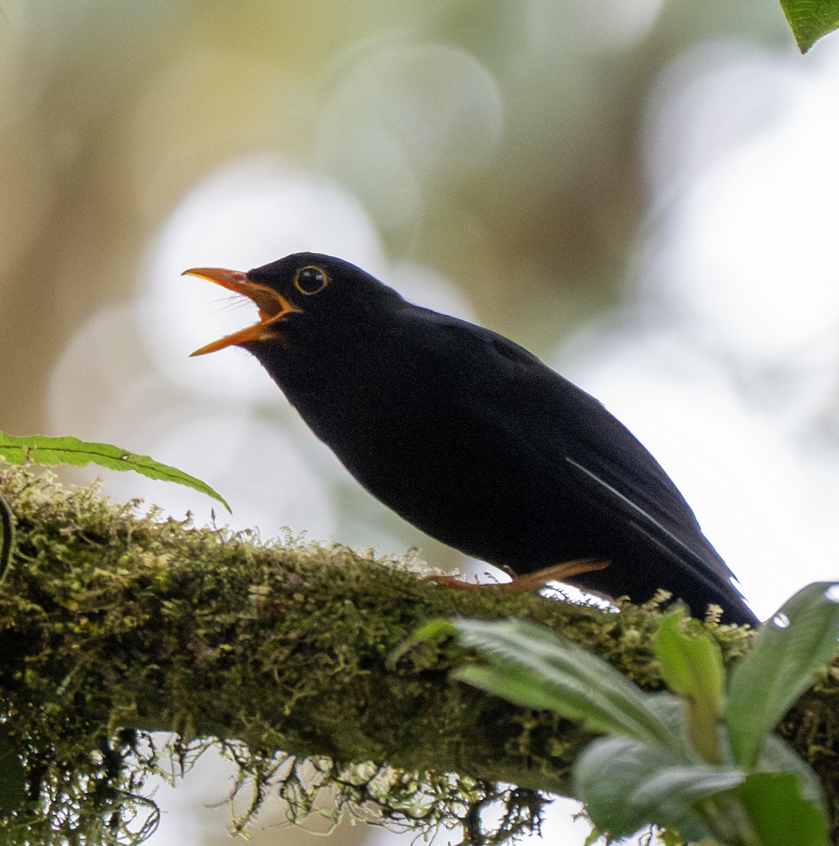 Glossy-black Thrush - ML638795272