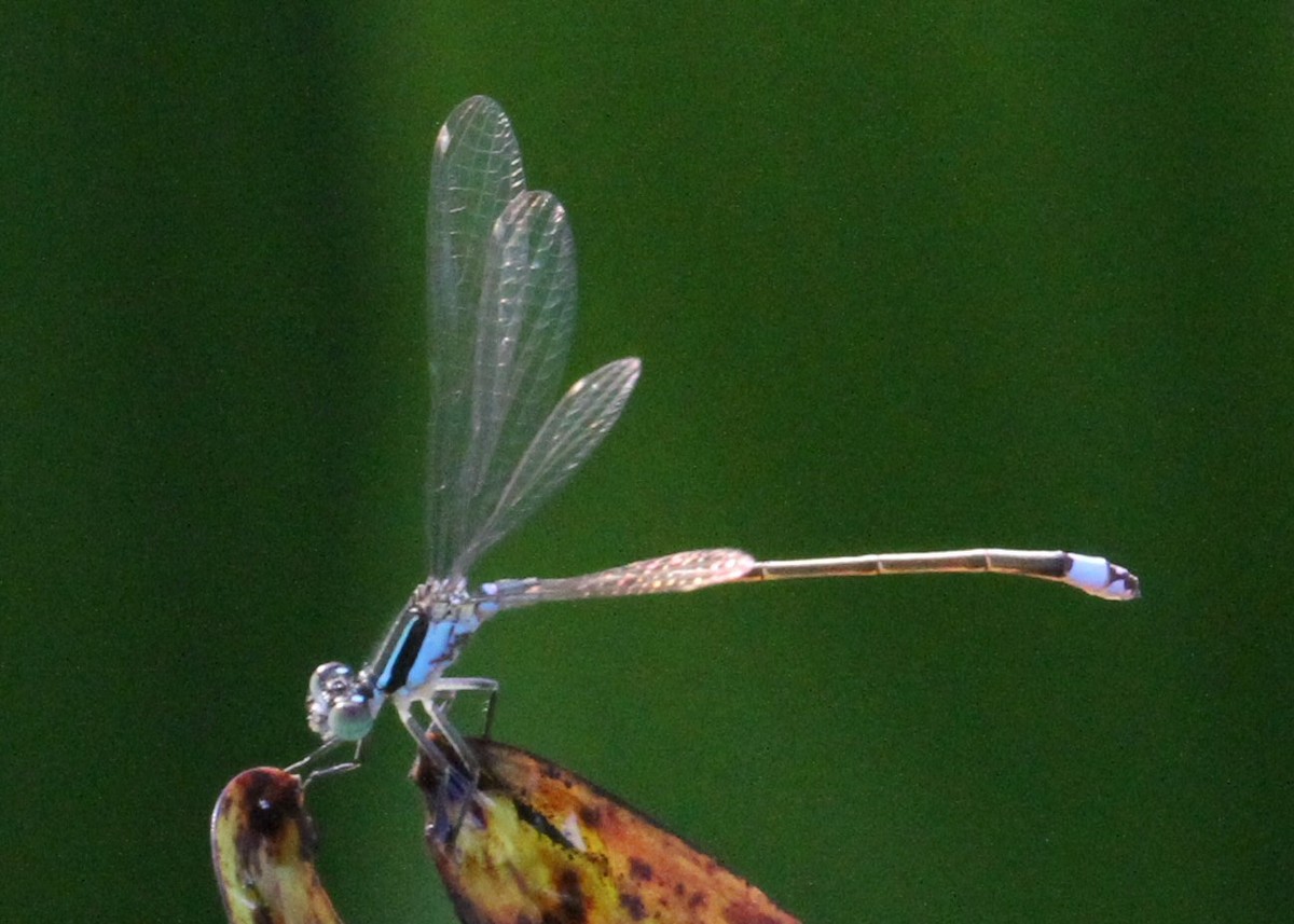 Animals - ML638795303