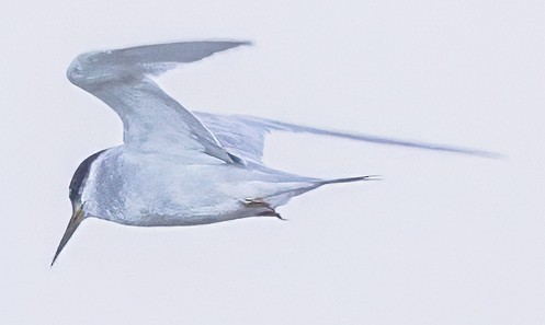 Peruvian Tern - ML638795308