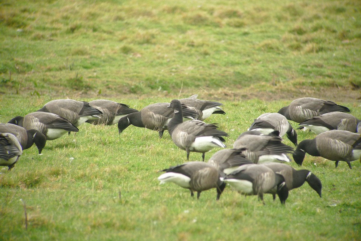 Brant (Dark-bellied) - ML638795329