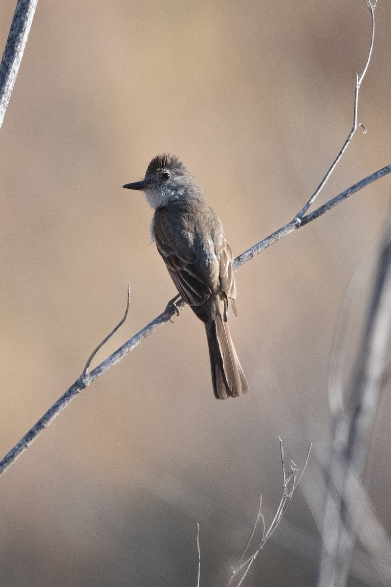 Ash-throated Flycatcher - ML638795330