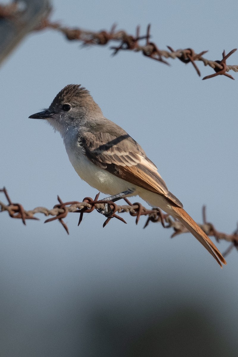 Ash-throated Flycatcher - ML638795331
