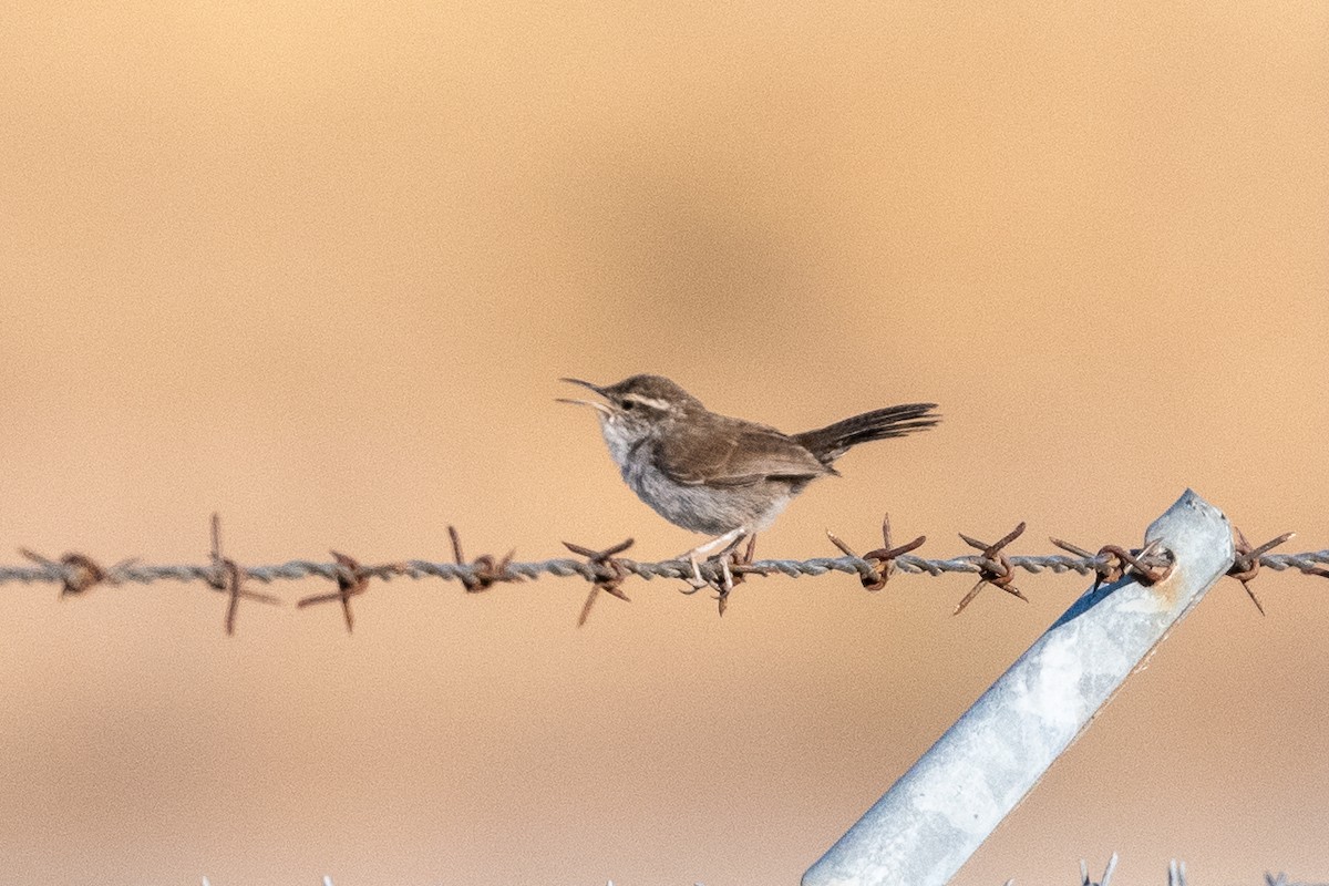 Bewick's Wren - ML638795335