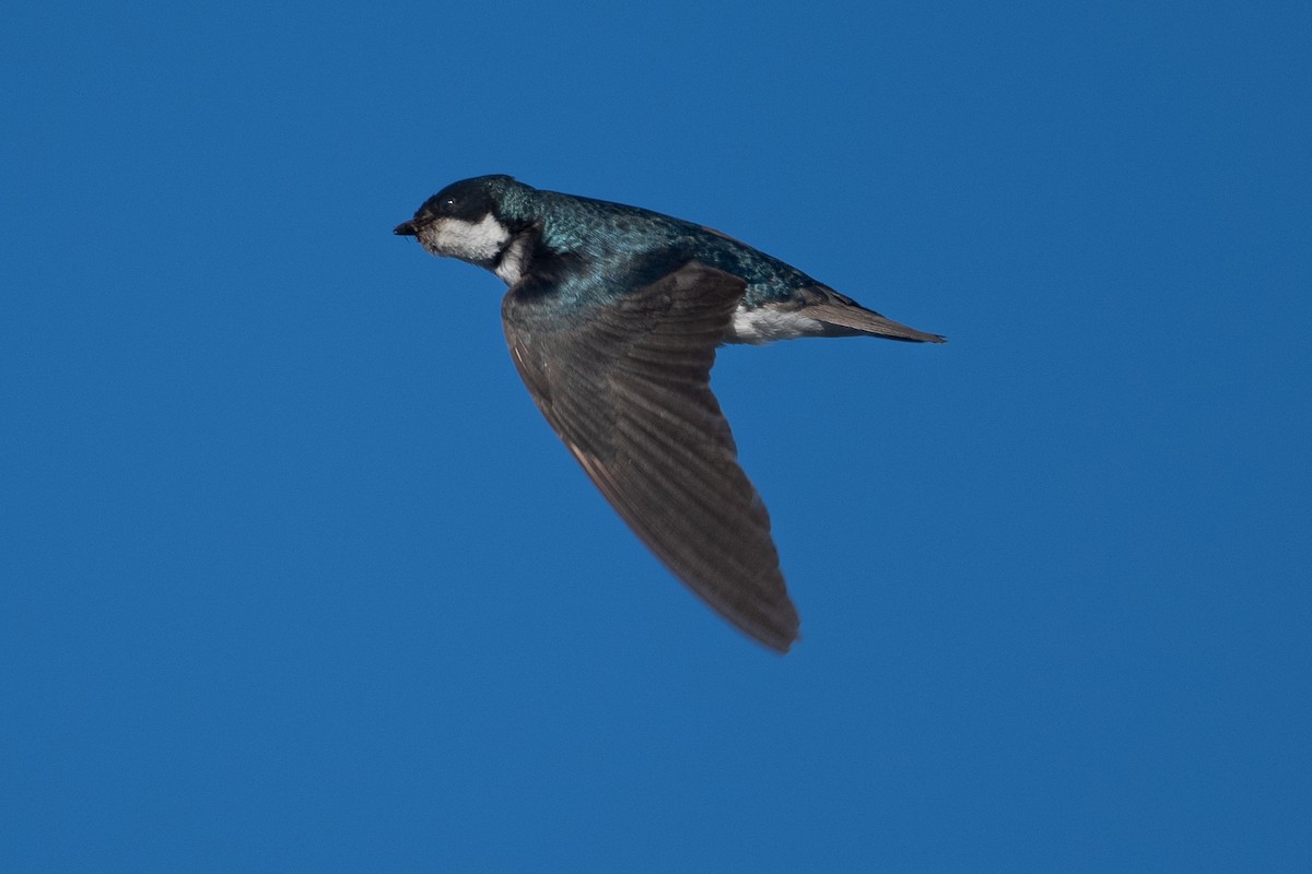 Tree Swallow - ML638795345