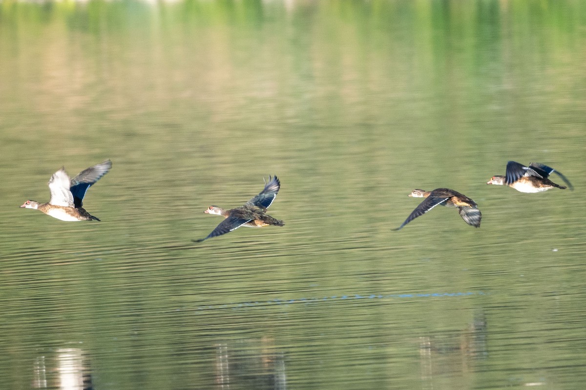 Wood Duck - ML638795352