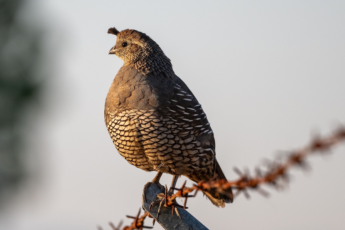 California Quail - ML638795363