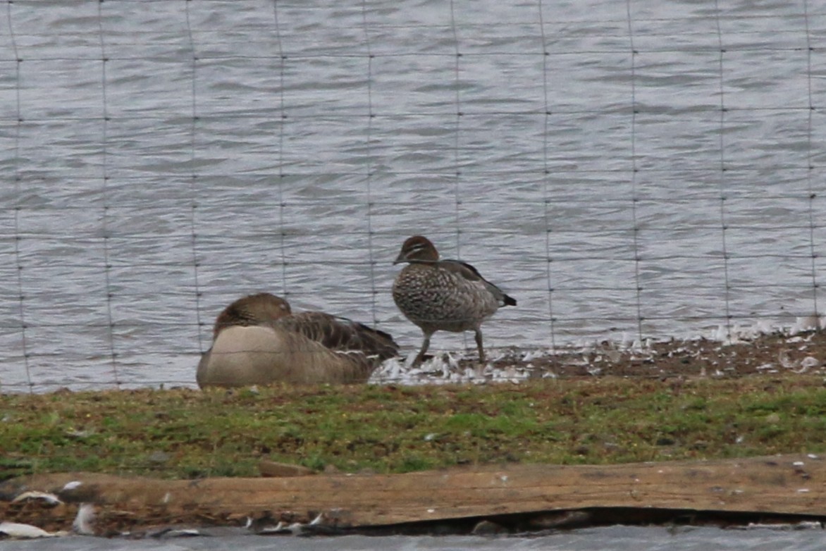 Maned Duck - ML638795367