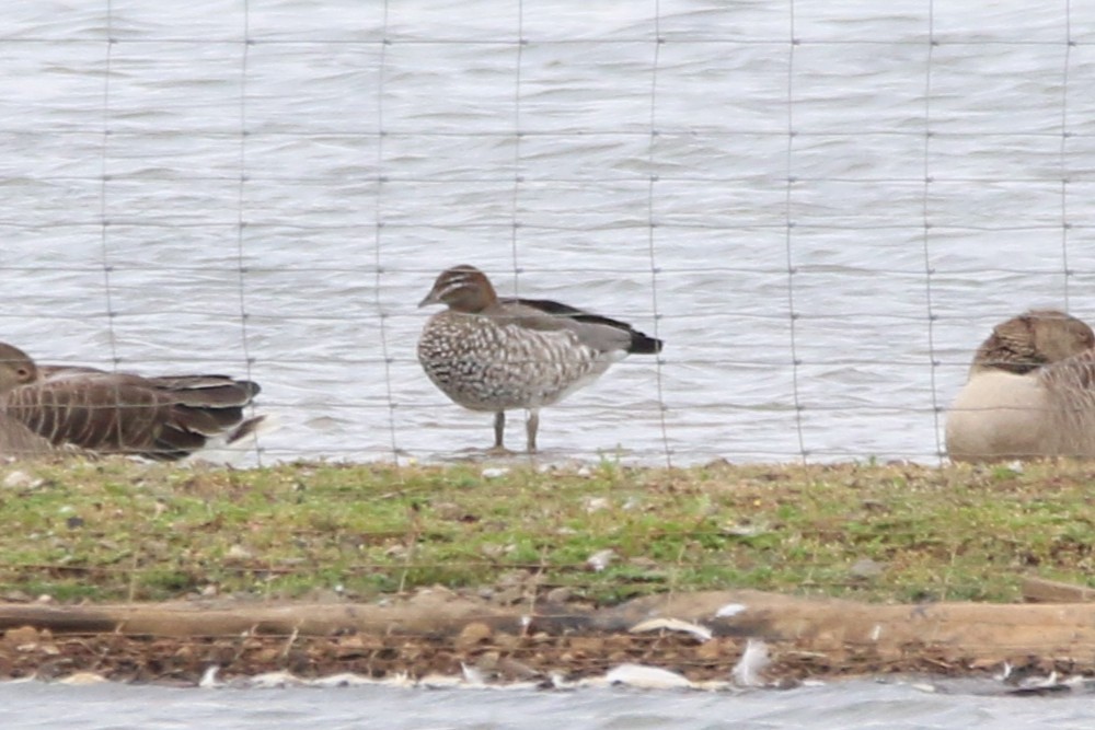 Maned Duck - ML638795368