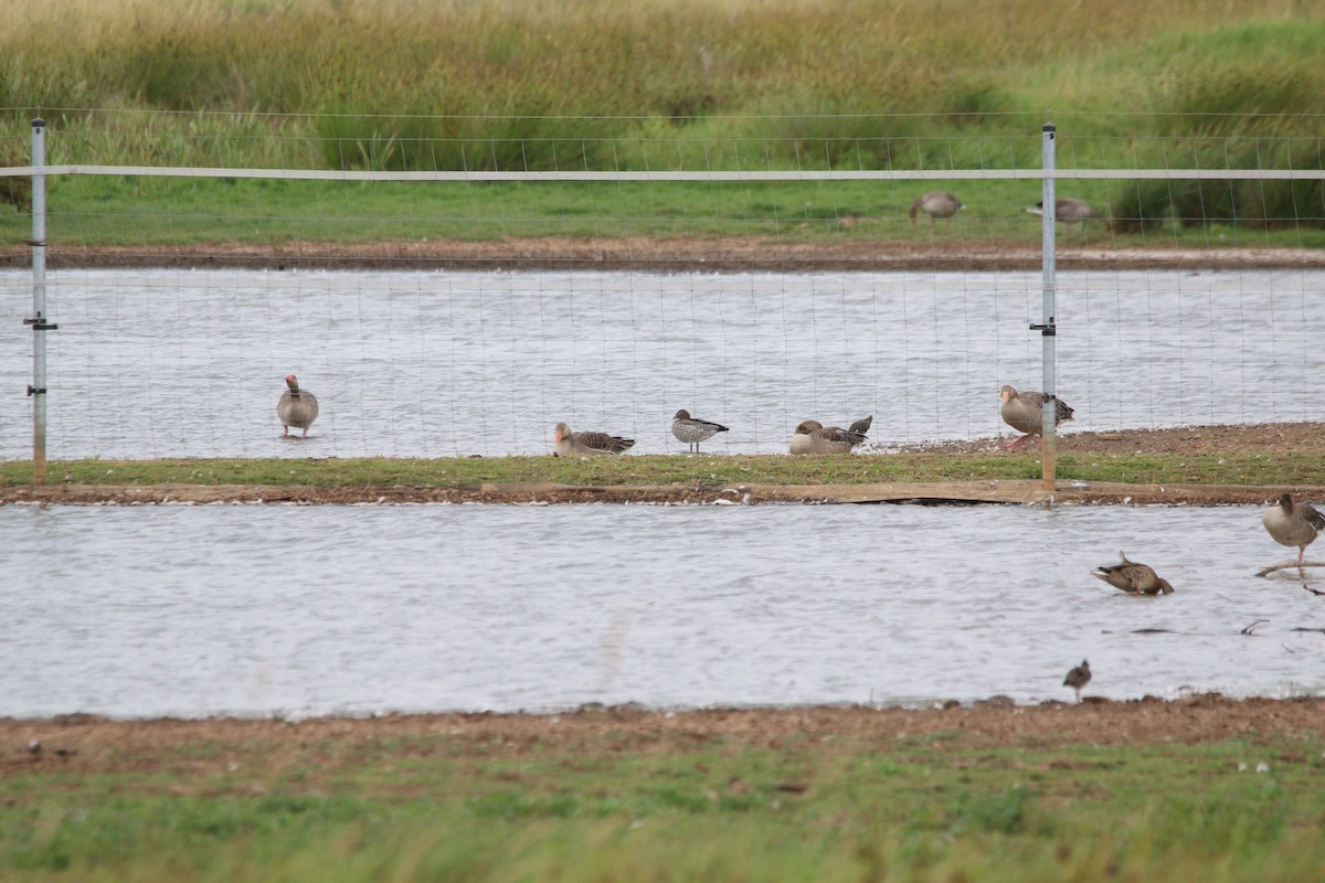 Maned Duck - ML638795369