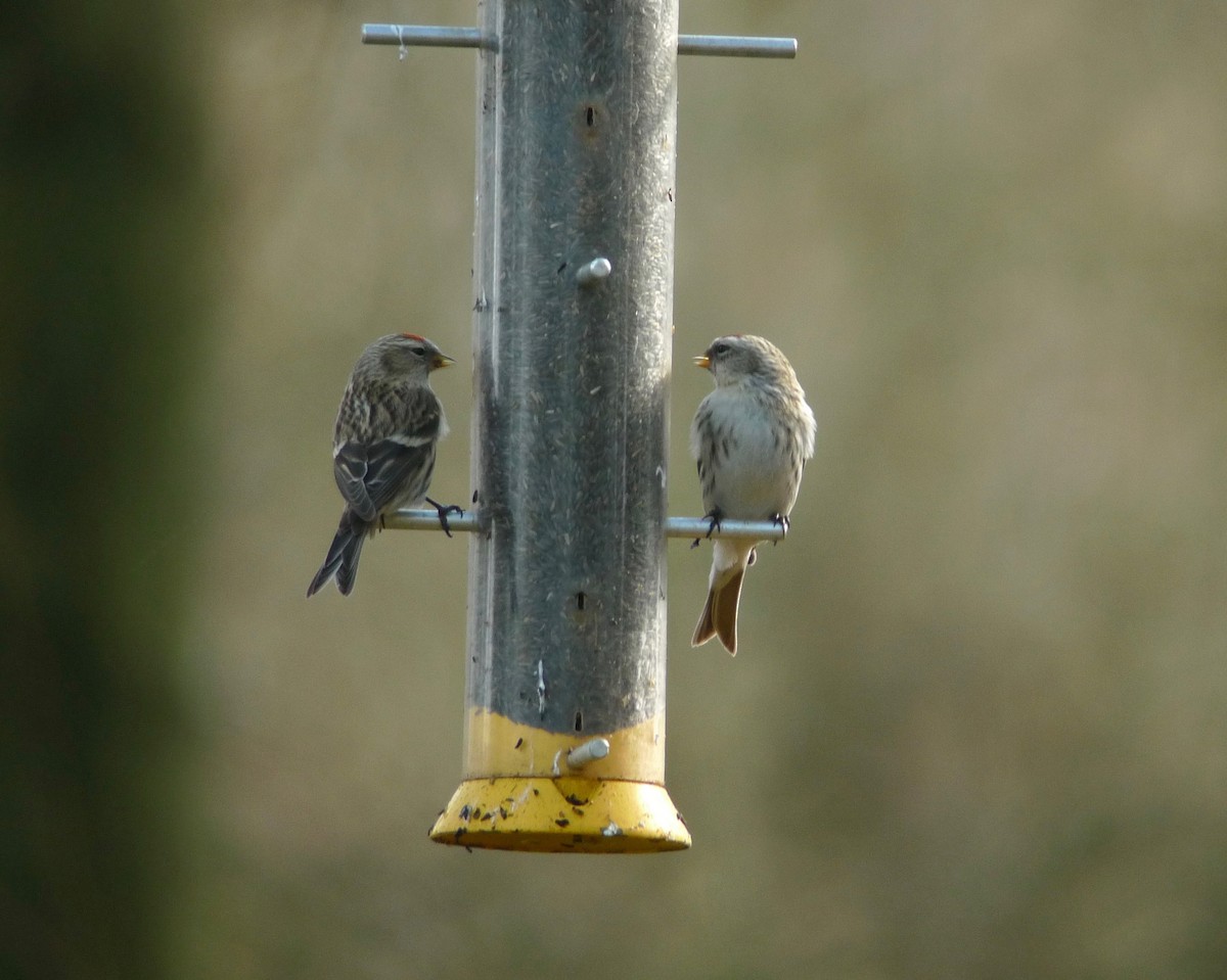 čečetka zimní (ssp. hornemanni/exilipes) - ML638795373