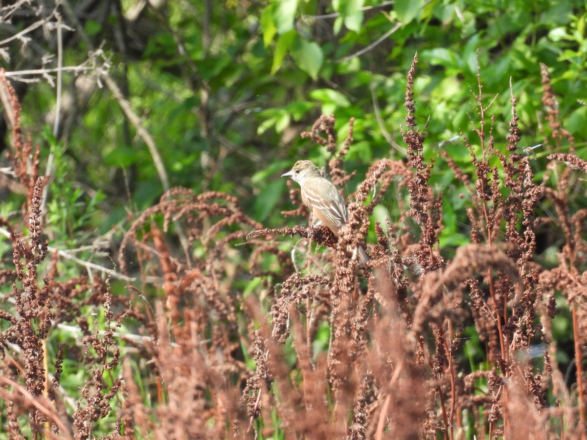 Great Crested Flycatcher - ML638795377