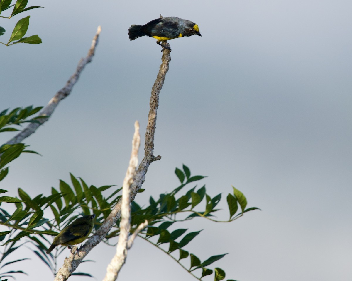 Fulvous-vented Euphonia - ML638795389